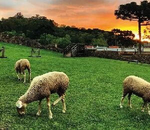 Vale dos Vinhedos e Caminhos de Pedra